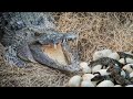 How a crocodile laying eggs incredible