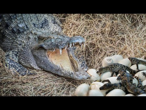 How a crocodile laying eggs? Incredible!