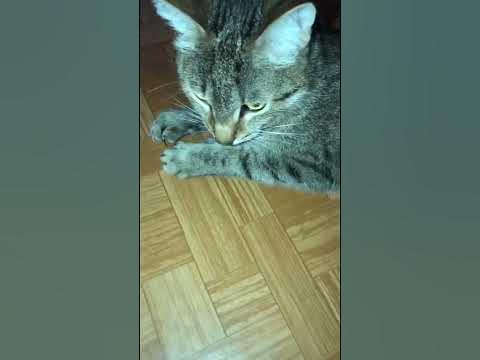 Лапки - царапки - YouTube