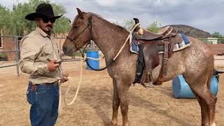 AZHT: How to Properly use Spurs on a Horse - STAY SOFT