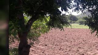 7.45acres peracr 20lacs, agri land for sale mettupalayam to Sakthi road