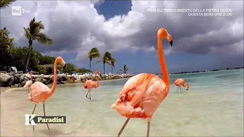 Dove si trova Aruba isola felice?