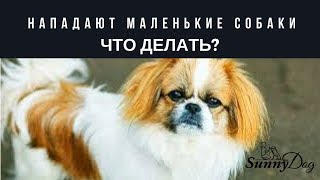 если нападают маленькие собаки - что делать? Мои ситуации. если нападают маленькие собаки - что делать? Мои ситуации.