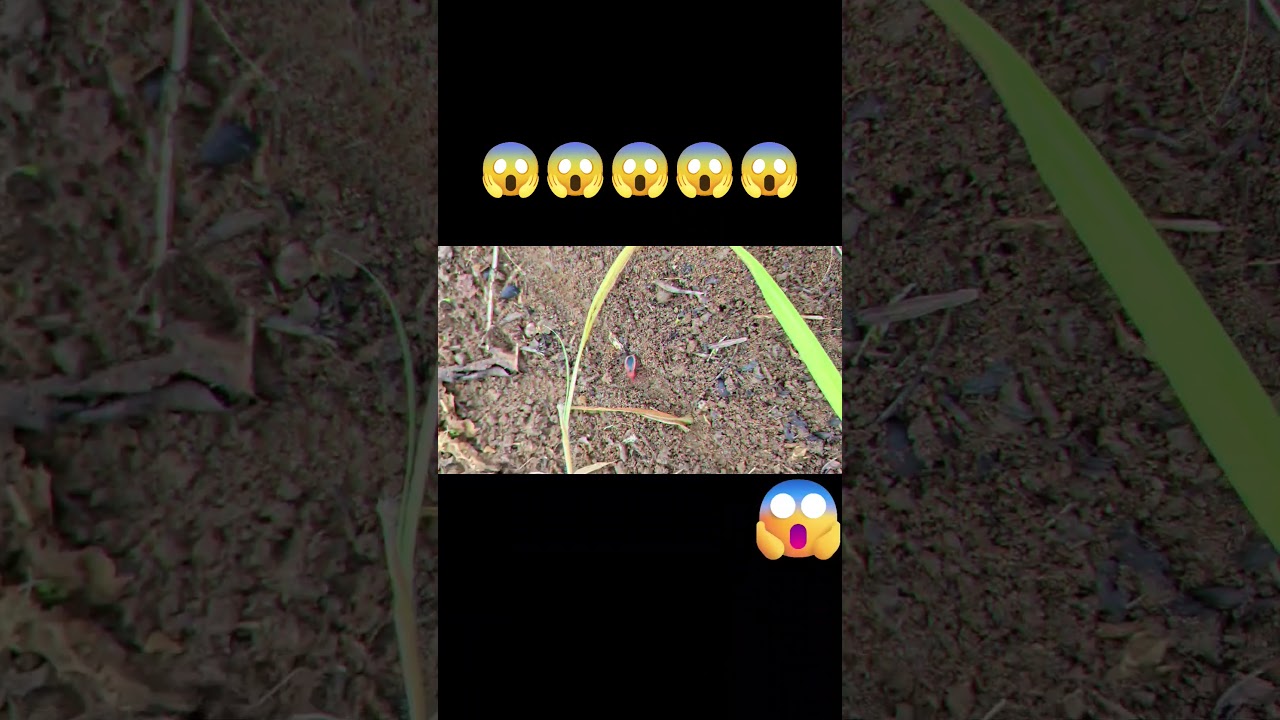 😱😱मिट्टी में मिला सुंदर लाल और काला कीड़ा 🪲✨ | अमेजिंग नेचर🪲😱😱
