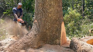 Too Difficult and Dangerous... Cut down the Tall, Large, Branched Trembesi Tree ‼