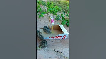 EASY simple quails trap / Underground quails trap #shorts