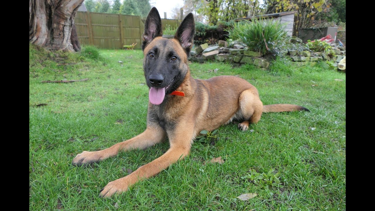 malinois rehoming