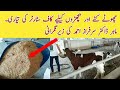 Calf starter preparation for newly born calves with dr sarfraz ahmed ryk sb