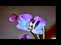 Orchid blooming timelapse
