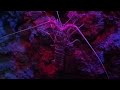 Painted Spiny Lobster | Singapore Oceanarium
