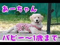 【ゴルパピ爆弾投下】あーちゃんのパピー〜1歳まで　スケボー練習2回目　ゴールデンレトリバー