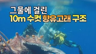 [세상만사] 그물에 걸린 10미터 수컷 향유고래 구조작전 / YTN