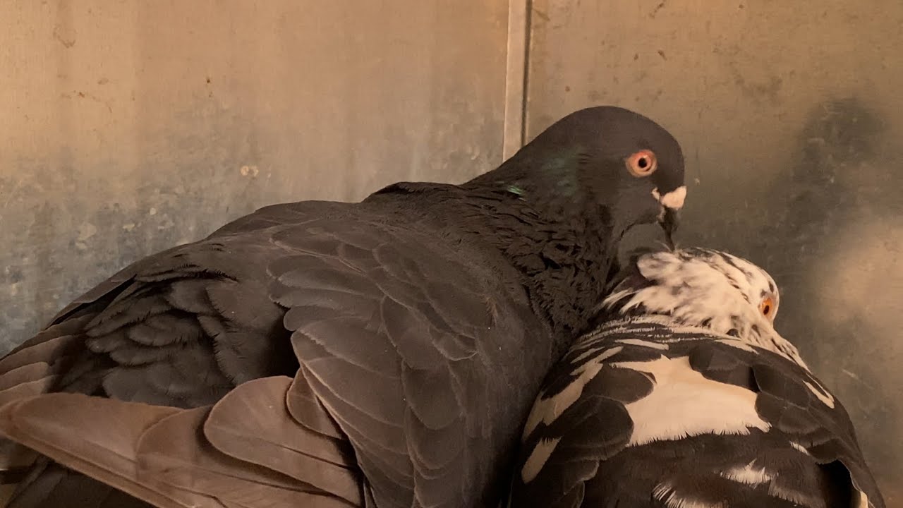 شنو ‏كتبغي الحمام ولا دجاج 🤔 توليعة صباحية مع الحمام و الدجاج 😍