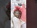 poor owl #owl #babyowl #animals