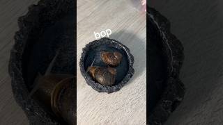 timelapse of snails waking up #funny #snail #monkey