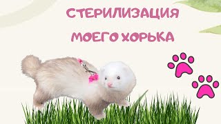 : Стерилизация хорька / Фретка / Шампань