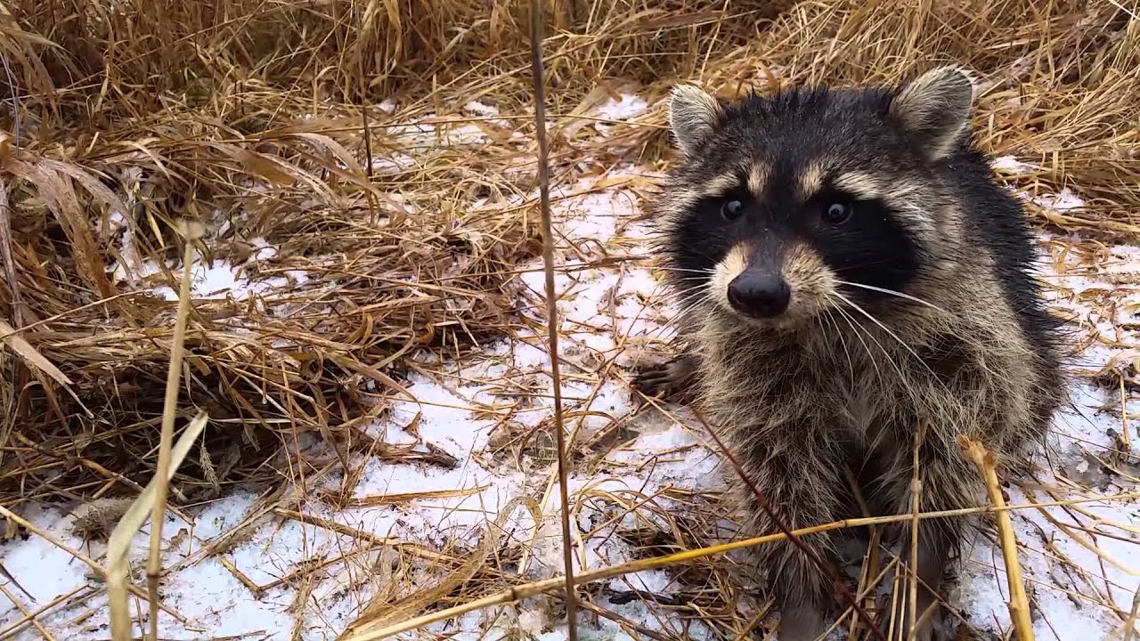 Parvo Sick and diseased raccoon. Northern Illinois - YouTube