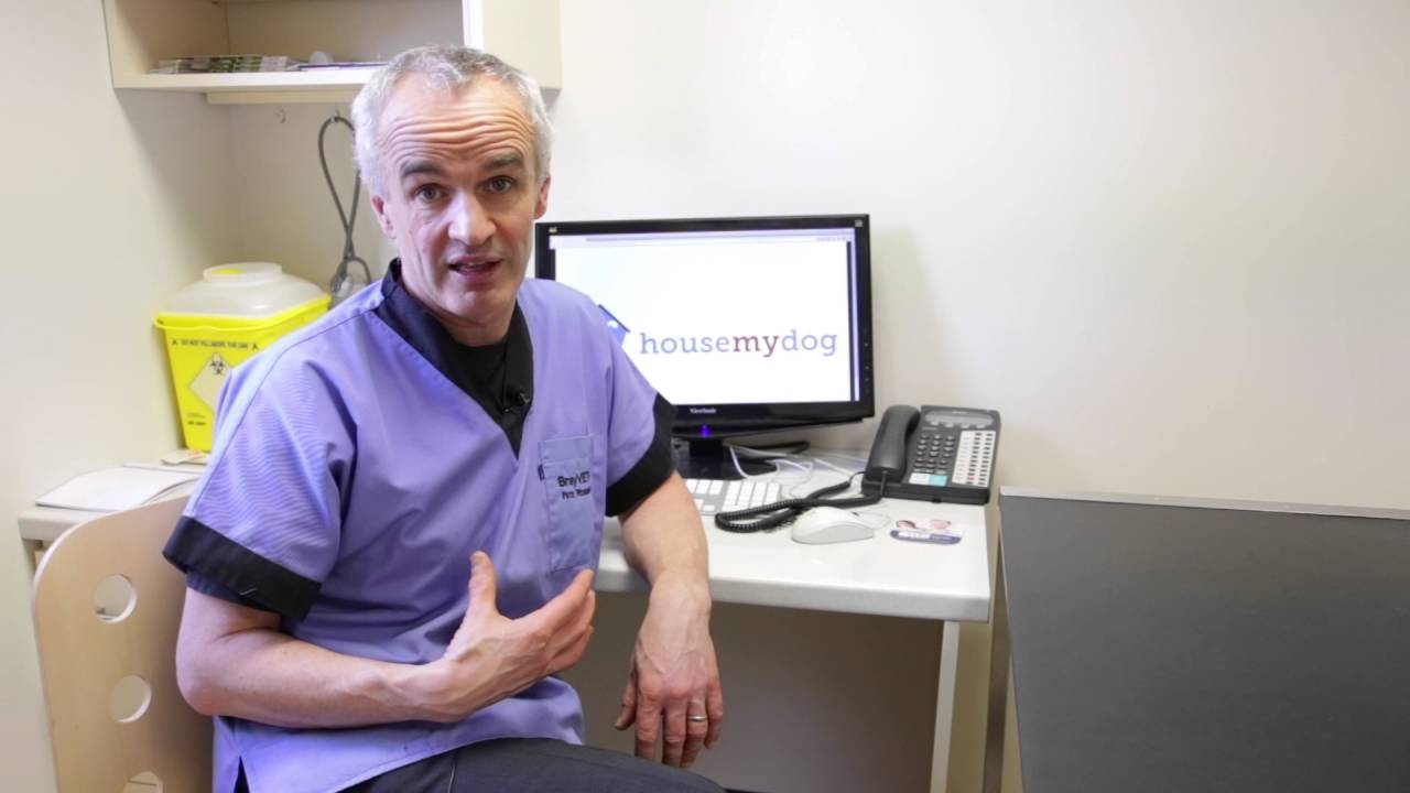 Pete The vet - What to do when your dog is vomitting