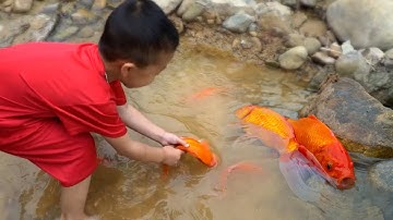 Top 10 video em ổi tìm bắt cá vàng tinh nghịch dễ thương tinh nghịch