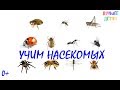 Насекомые. Учим насекомых для детей на русском / Лучшее детям