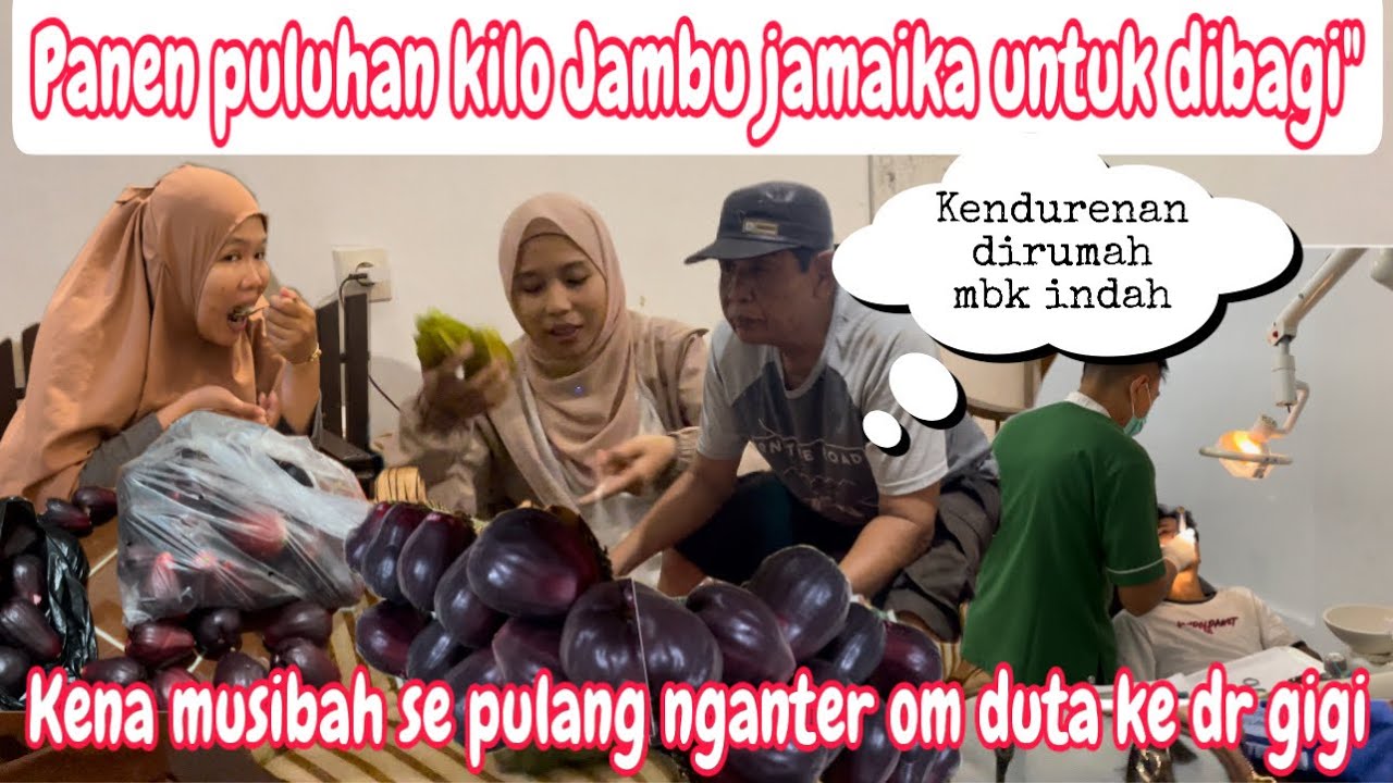 PANEN LAGI PULUHAN KILO JAMBU JAMAIKA UNTUK DIBAGI KESEMUA KENA PANEN LAGI PULUHAN KILO JAMBU JAMAIKA UNTUK DIBAGI KESEMUA KENA