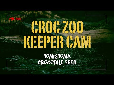 Tomistoma Crocodile Feed