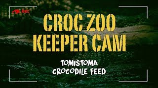 Tomistoma Crocodile Feed