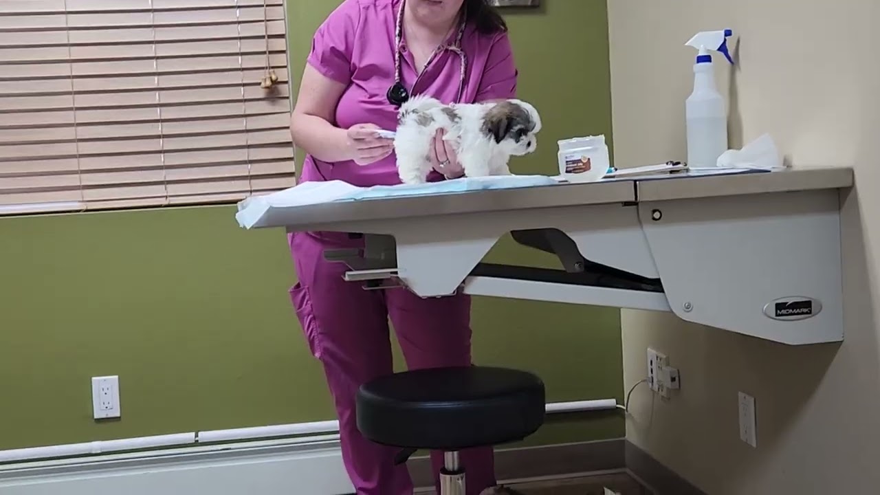 School Sports Teddy Bear litter vet check - Betsy & Olaf