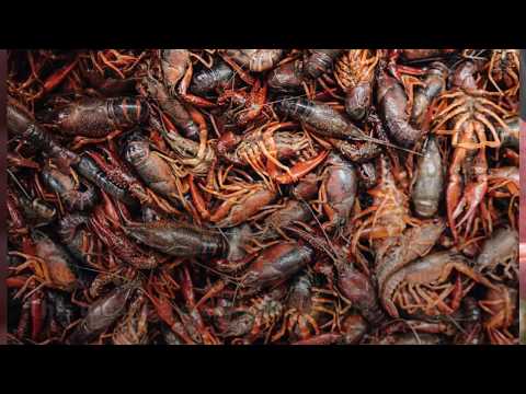 ვიდეო: Crayfish– ის გამოყვანა, როგორც ბიზნესი