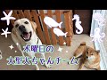 【幼稚園】紫竹山店 🦐木曜日の大型犬ちゃんチーム🦞
