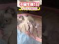 【🌙ルナの子猫日記】乳首の取り合いで喧嘩を始める子猫たち🤭 #shorts #ラグドール #子猫