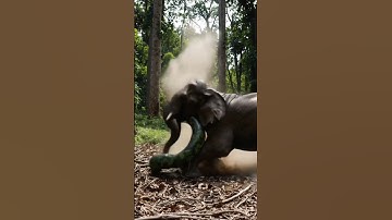 코끼리의 분노 한방! 비단뱀을 물어 그대로 박살 #elephant #anakanak #animals #wildlife #funny #fight