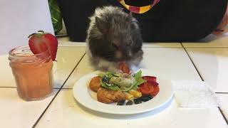 Cute hamster eating tiny hamster sized meal