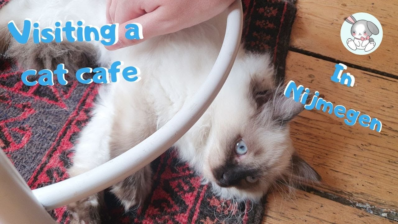 🐈🐱 Visiting a Cat Cafe in Nijmegen 🐱🐈