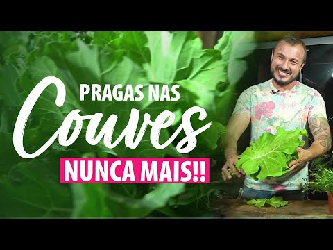 Vídeo: Cuidados com Couve de Bruxelas - Fixação de cabeças mal formadas e de folhas soltas