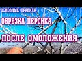 ОБРЕЗКА ПЕРСИКА!!! Первый год после омоложения/pruning a peach after rejuvenation