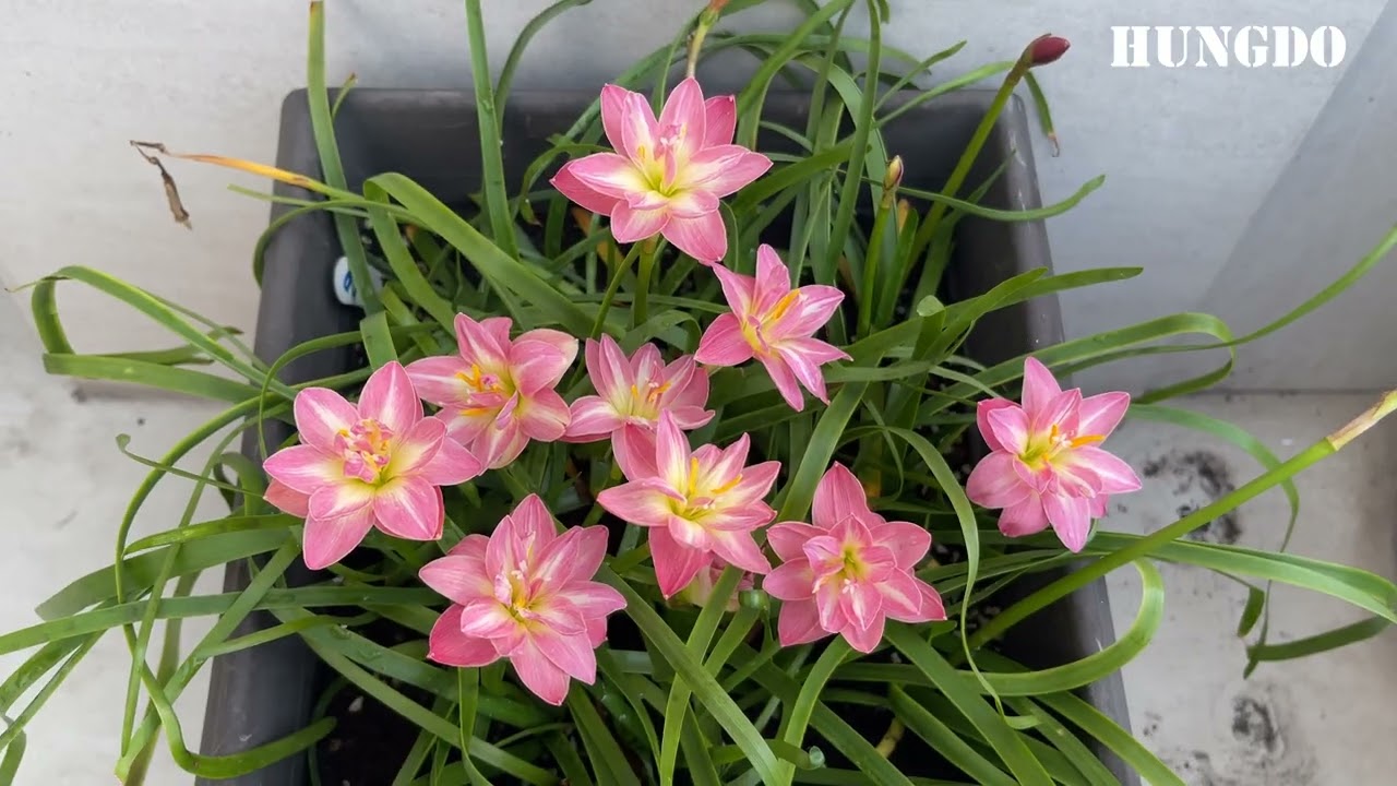 HD160 Hybrid Rainlily Flower