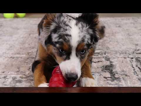 asmr-dog-reviewing-food---…