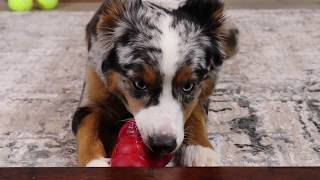 ASMR Dog Reviewing Food  Dog Licking Peanut Butter Filled Kong