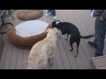 Ender Meets The Nalts Family - Cuteness Follows (Urgo's YTO 41 Day 325) images