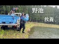 錦鯉を野池に・・・#アクアリウム