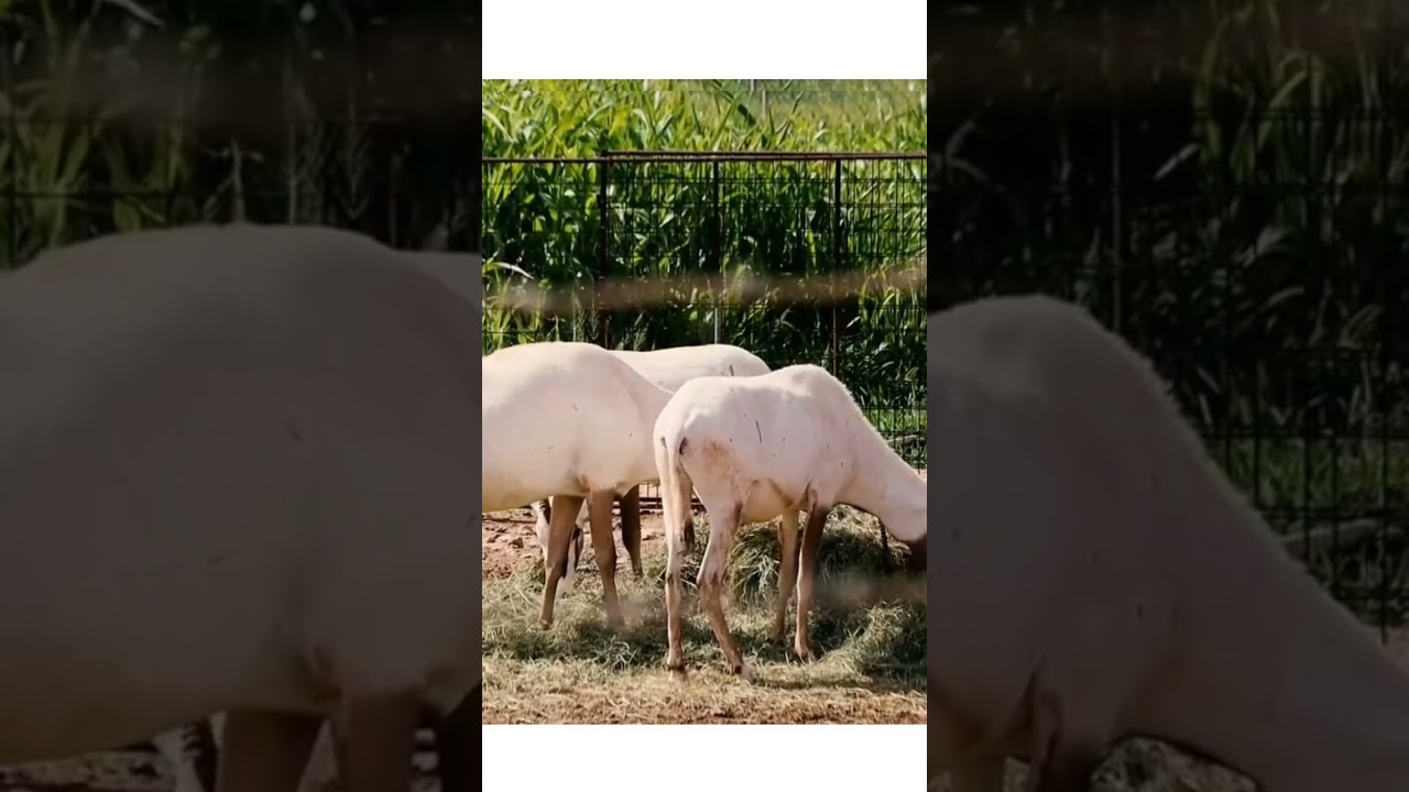 Gemsbok is a medium-sized antelope primarily found in Southern Africa. 