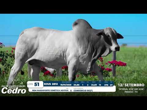 Lote 51   RJUS 2812