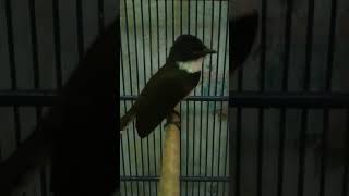Burung sikatan Jawa gacor