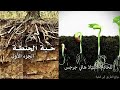 001 حبة الحنطة الجزء الأول