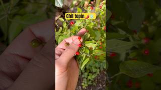 Peperoncini resistenti al freddo ❄️🌶️ #peperoncino #freddo #coldhardy #chili