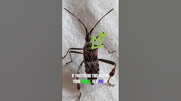 Assassin bug: Stealth and deadly