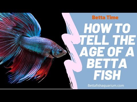 How to Tell the Age of a Betta Fish?