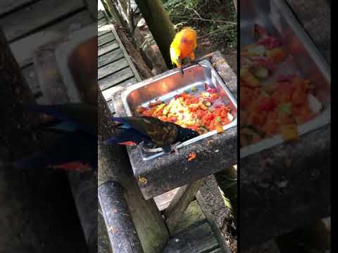 Bronze winged (Black) parrot and orange parakeet