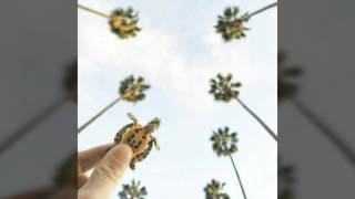 Cinta Sejati Versi Arab